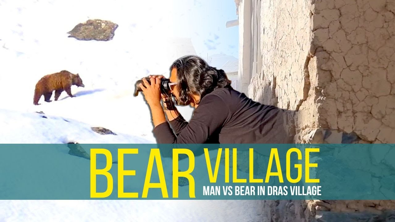 MAN Vs BEAR | Dras | Mushkoh Valley | Himalayan Brown Bear | LoC