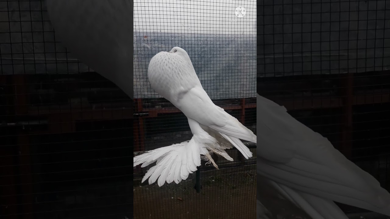 Amazing pomeranian pouter pigeon #pigeon #kabootar #pets #viral #shortvideo #AlHaqFancyPets