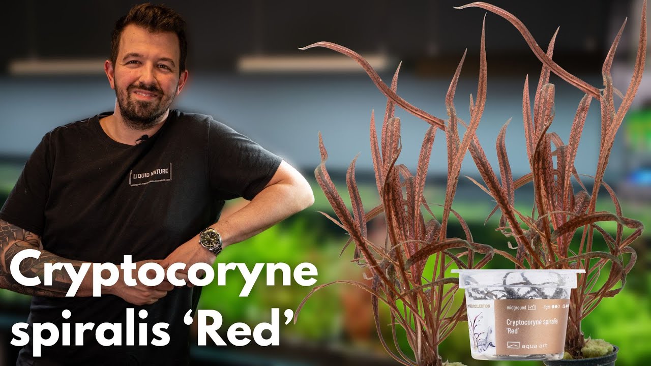 Cryptocoryne spiralis ‘Red’ | Liquid Nature Pflanzenvorstellung
