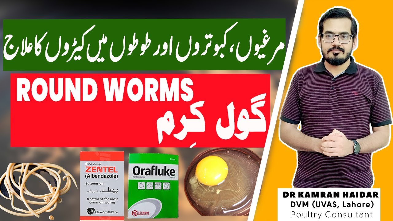 Round Worms Infection in Chickens & Birds | Use of Albendazole & Fenbendazole in Poultry