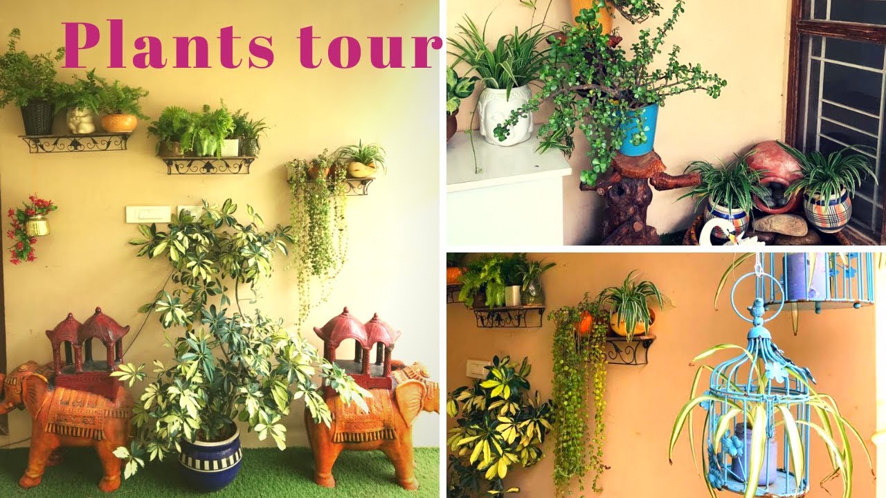 My Plants and Pots Collection || Plants Tour || House Plant Collection