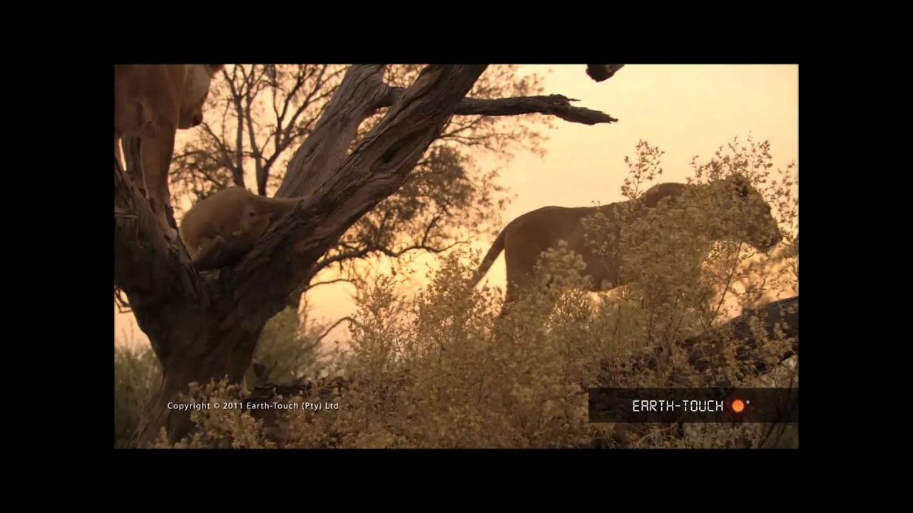 Michael Jackson - Earth song with nature video clips