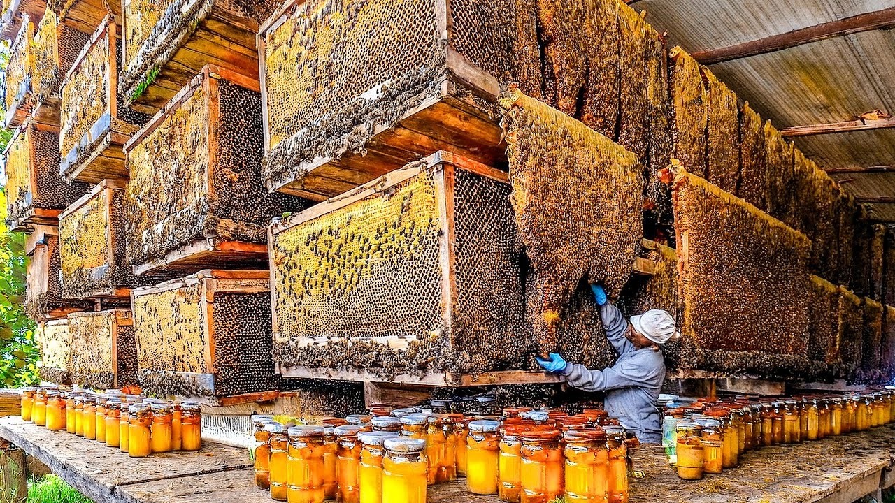 Dentro da Maior Fazenda de Abelhas dos EUA: 4,5 Bilhões de Abelhas Produzindo Mel