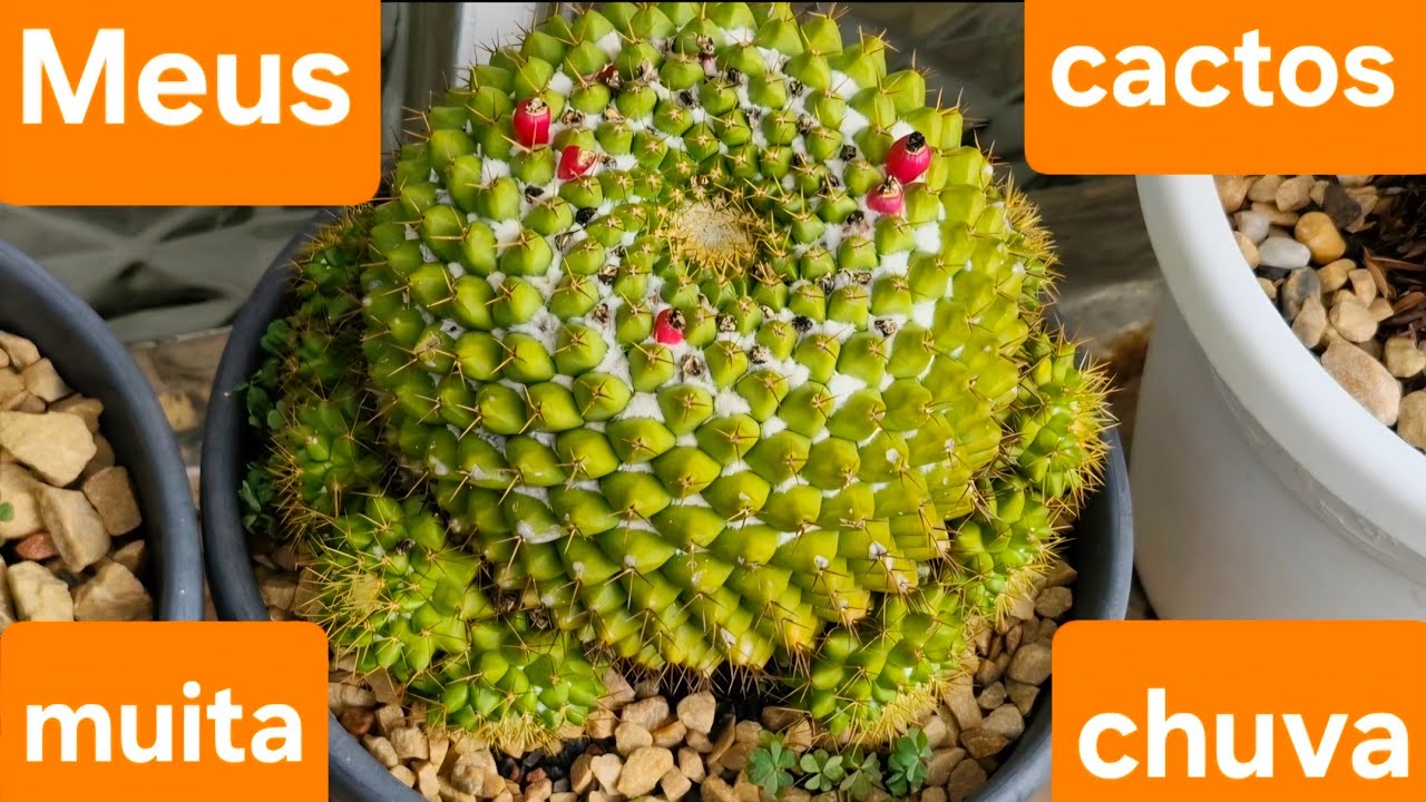 Meus cactos, muita chuva!