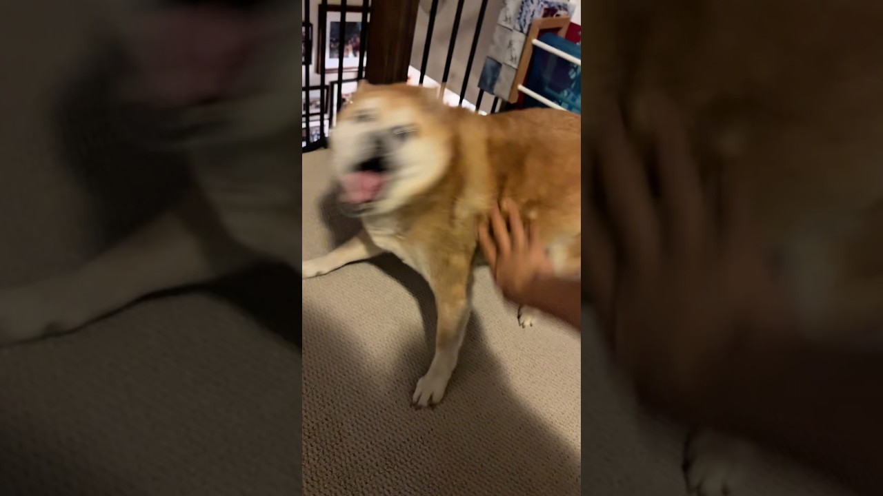 Angry Shiba Bites Owner