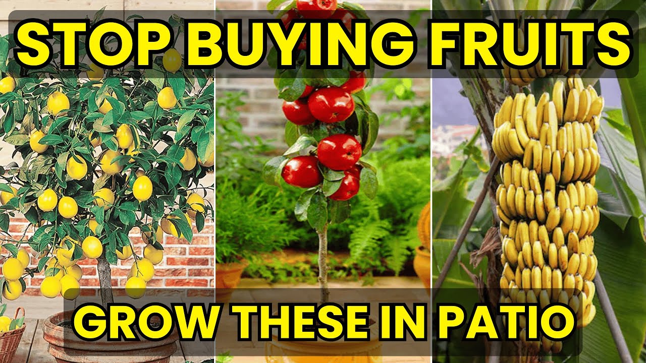 Top 10 Patio Fruit Trees That Grow Great in Pots