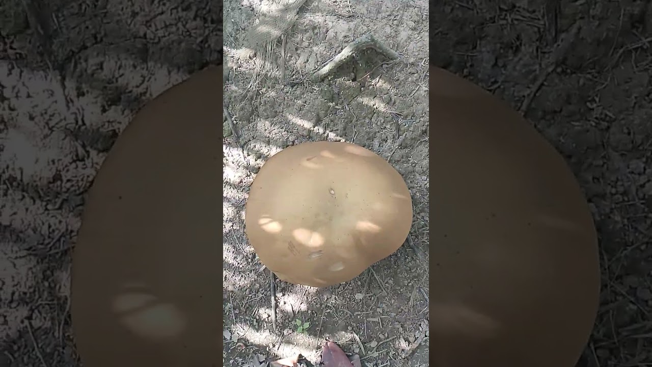 Chào mn lau rồi ko đăng video 