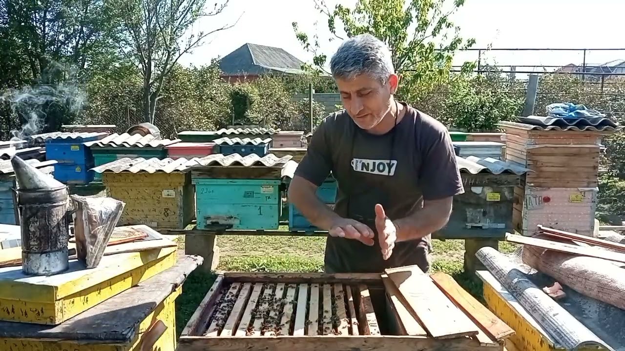 Kiflənmiş ballı çərçivələri arılara necə vermək olar?