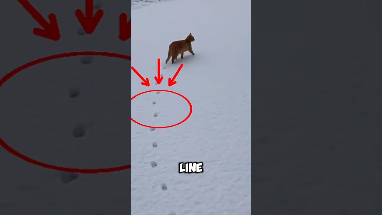 Why Cat Paw Prints Are So Perfect #shortsfeed