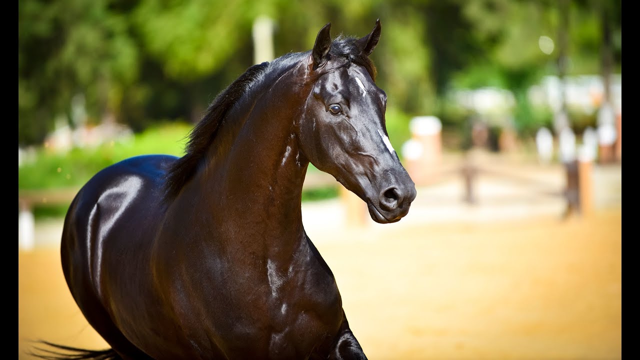 Mangalarga - Haras Lagoinha 2016