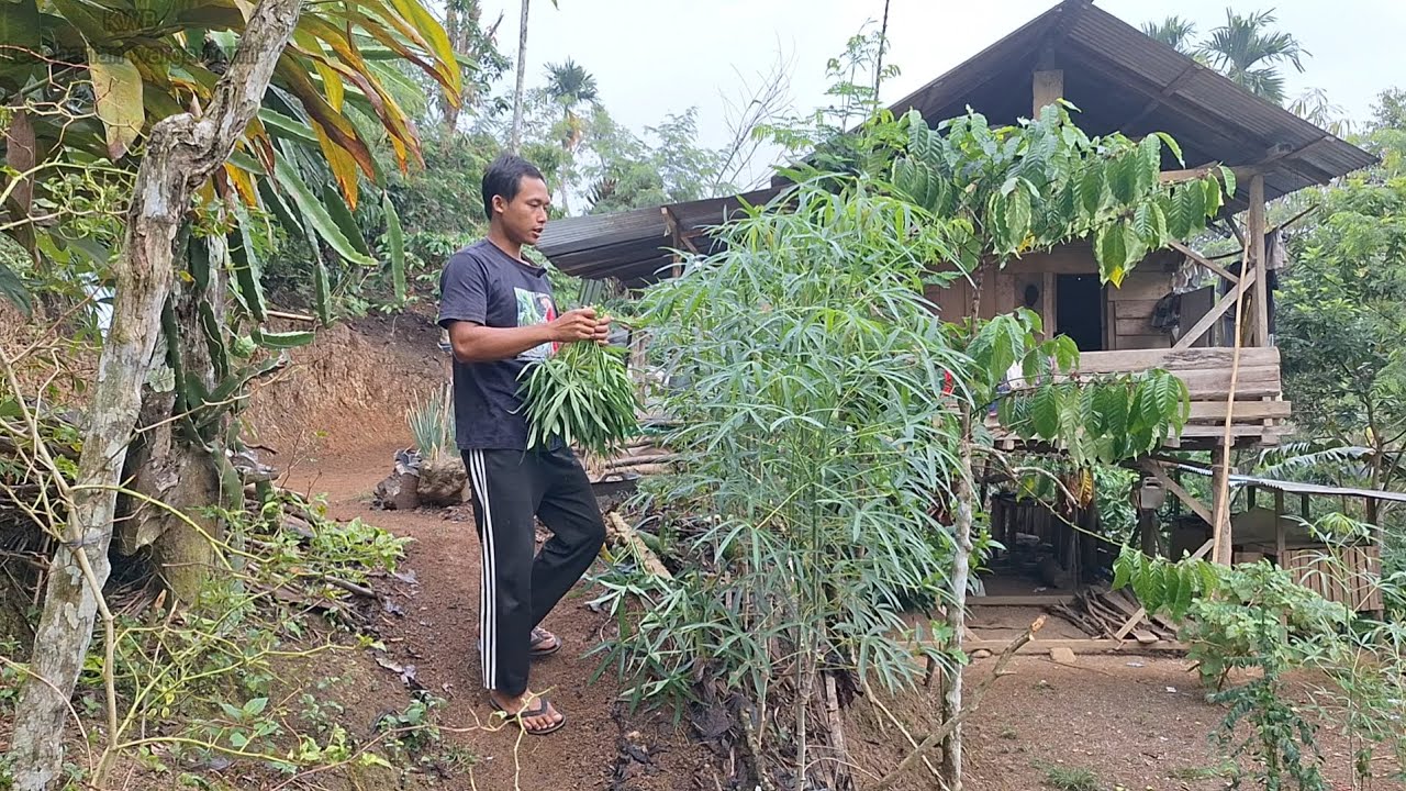 Menu Hari Ini, Sambel Telor Rebus Daun Singkong, Kehidupan Nyata Pemuda Kebun