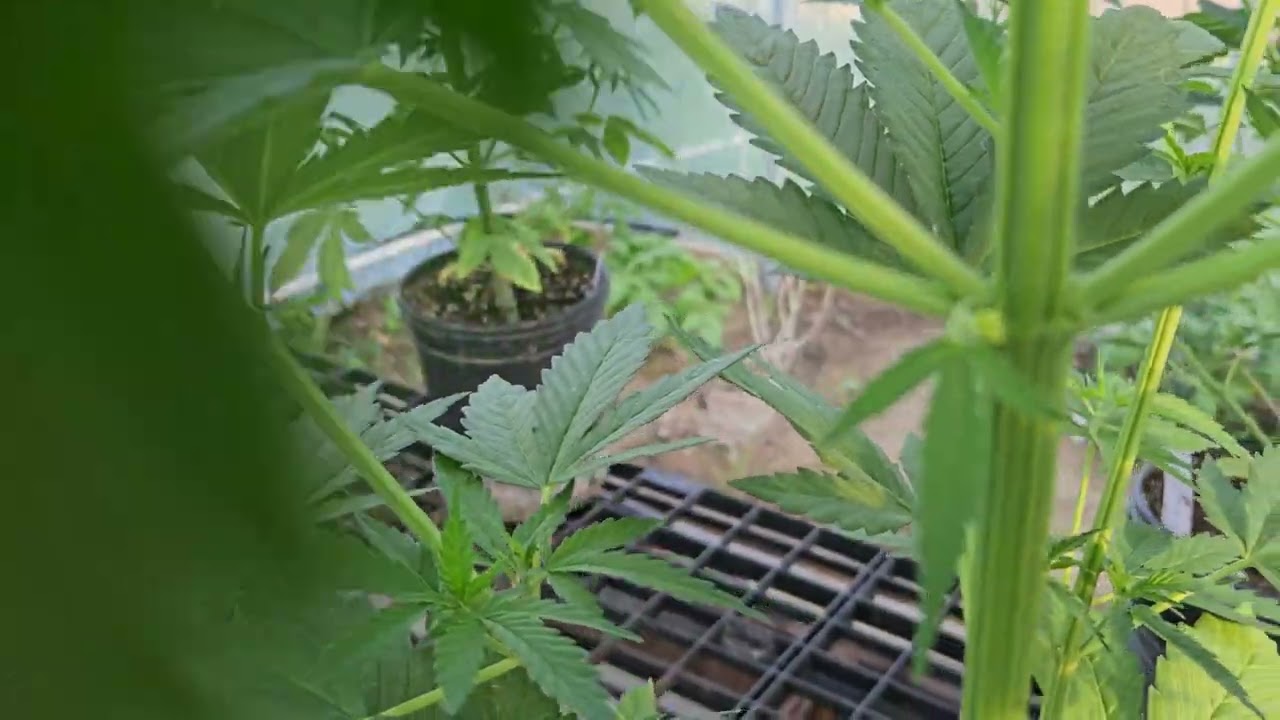 Crazy male pollen sacs growing from a Cannabis  leaf