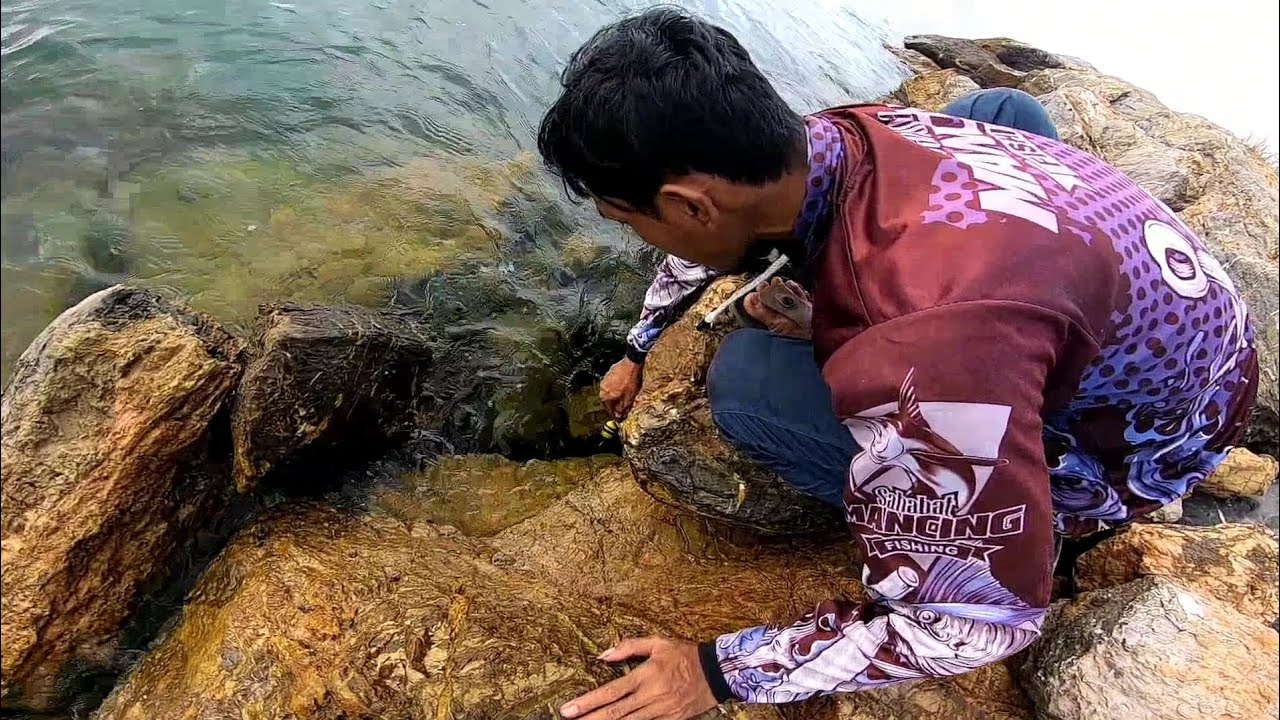 Mancing Moray Purba Penghuni Batuan Karang 🪸