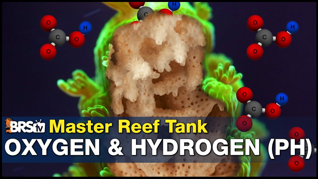 You're leaving 50% more coral growth on the table by not Mastering Reef Tank pH. Today that changes!