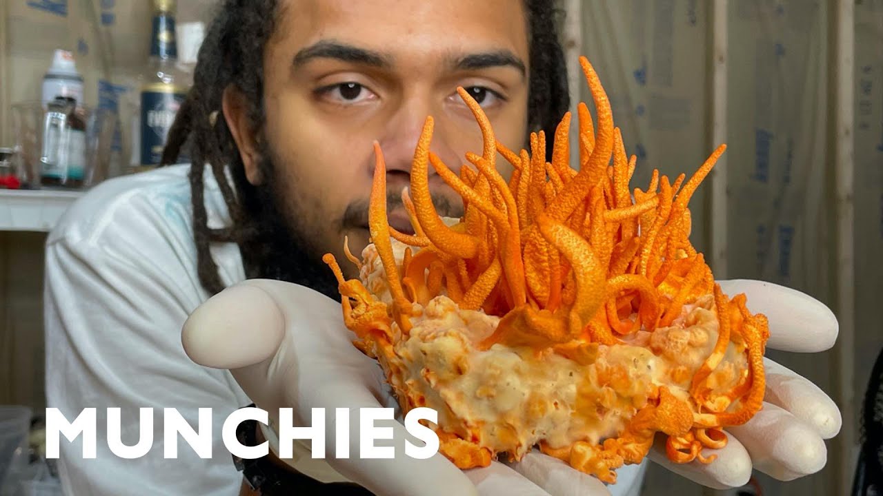 Growing the Rarest Edible Mushrooms