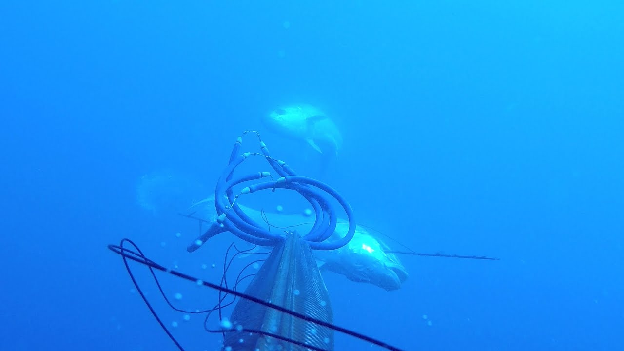 spearfishing big amberjack from Zoran Docic