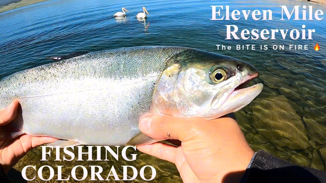 How to fish Eleven Mile Reservoir from shore & in a Boat 2025