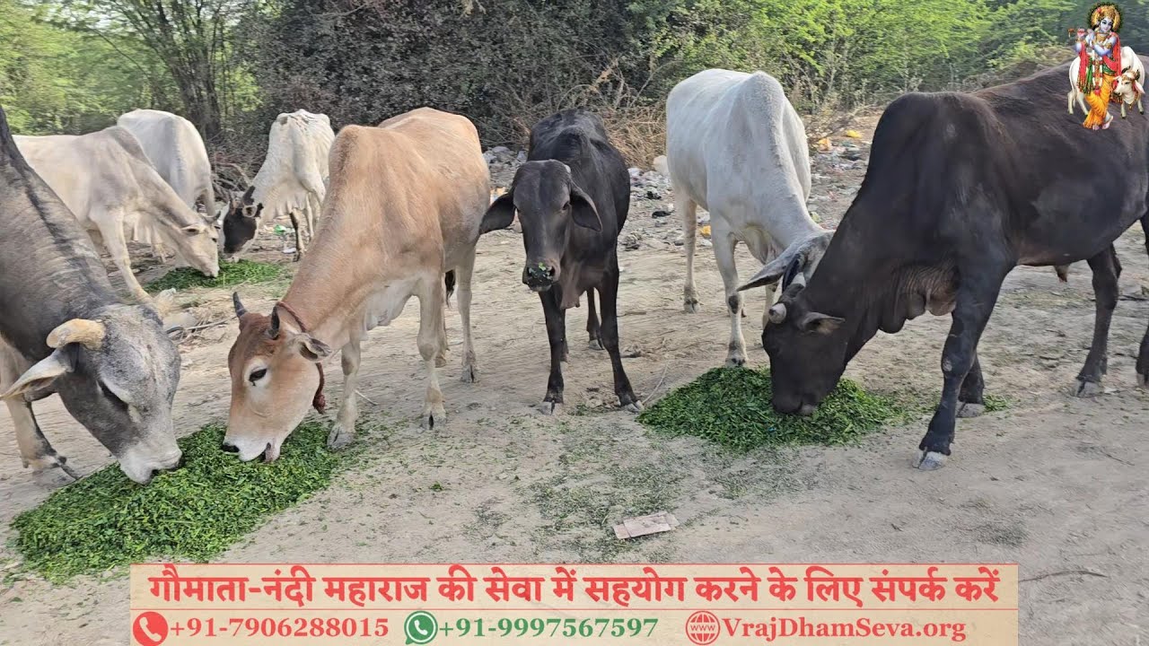 प्राण बचा गजराज के, देते जीवन दान। संकट प्रभु हर लीजिए, देकर उत्तम ज्ञान ।। नित्य गाय सेवा गोविन्द