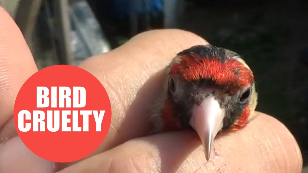 Man fined for keeping 18 wild goldfinches in cages in his flat