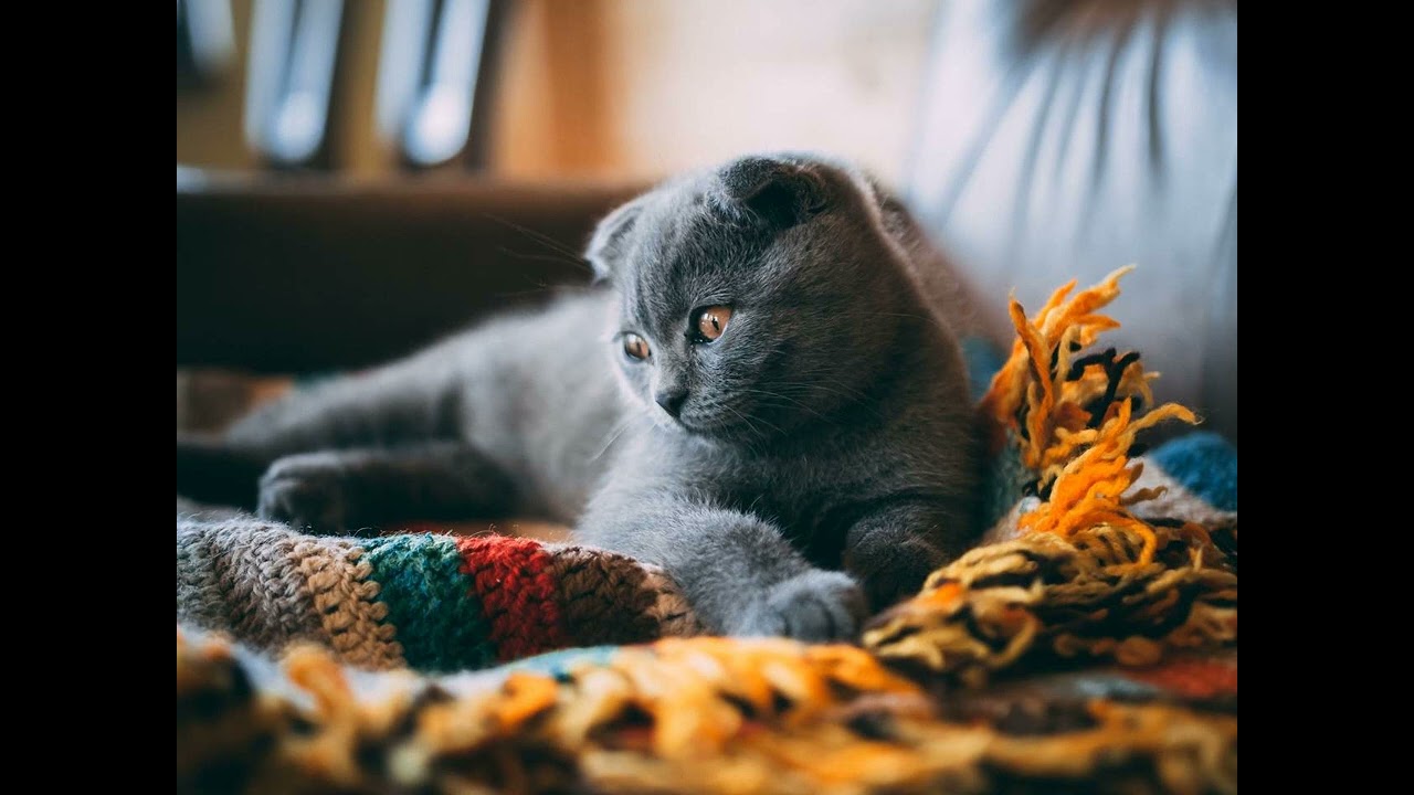 are russian blue cats indoor or outdoor cats