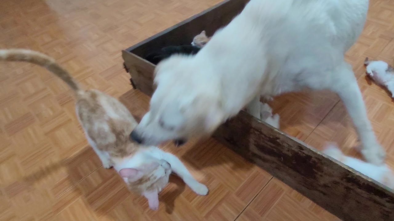 Angry Mother Dog Attack Cats And Doesn't Let Approach To Protect Newborn Kittens