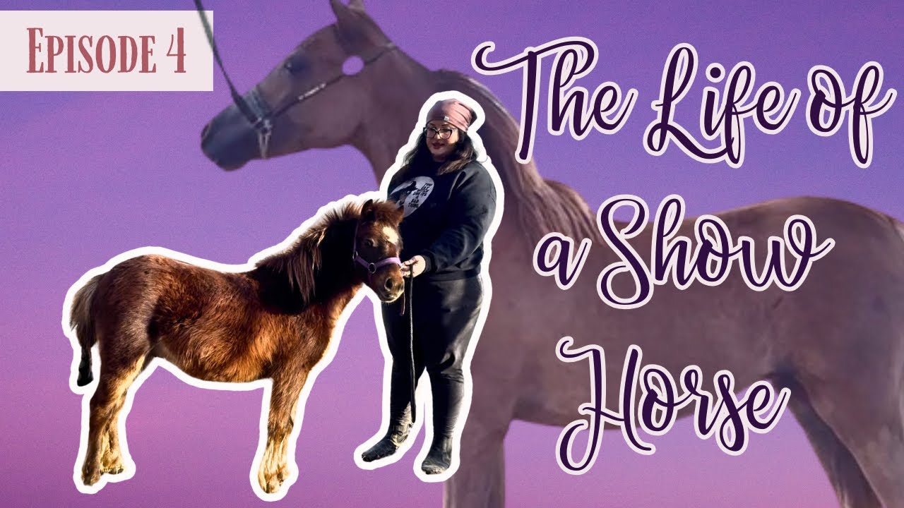 The Life of a Showhorse part 4:  Goals for George, Lunging and Stock Halter
