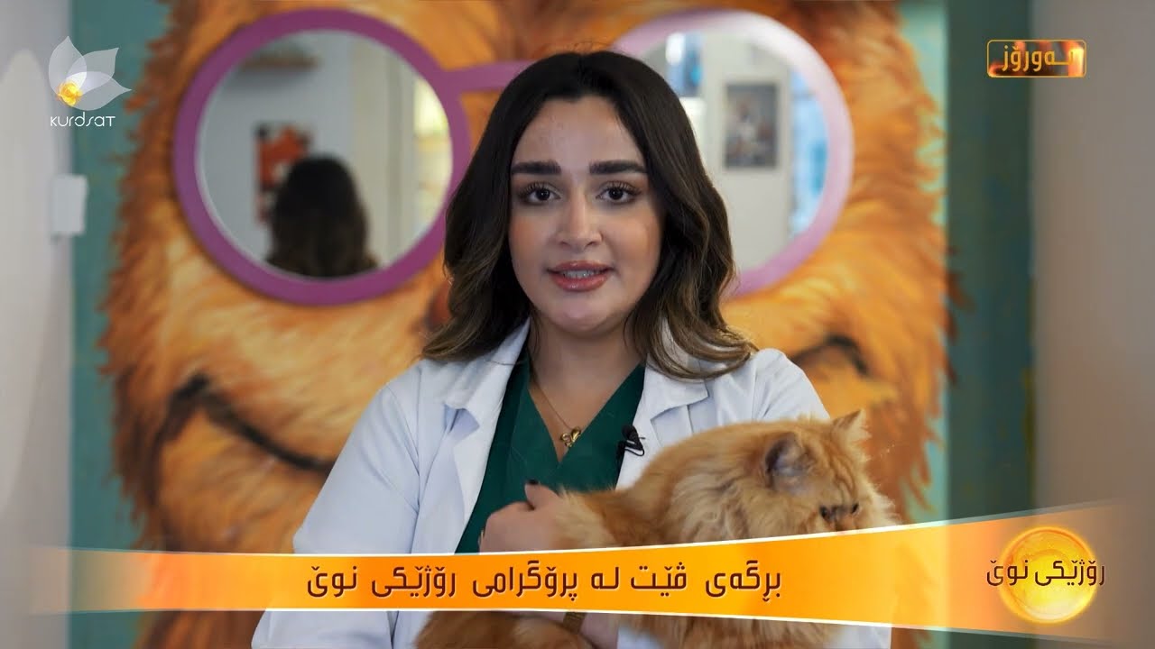 دییە رێبوار، خوێندکاری بەشی پزیشکی ڤێتێرنەری چەند زانیارییەک لەسەر پشیلەی شیرازی دەخاتەڕوو