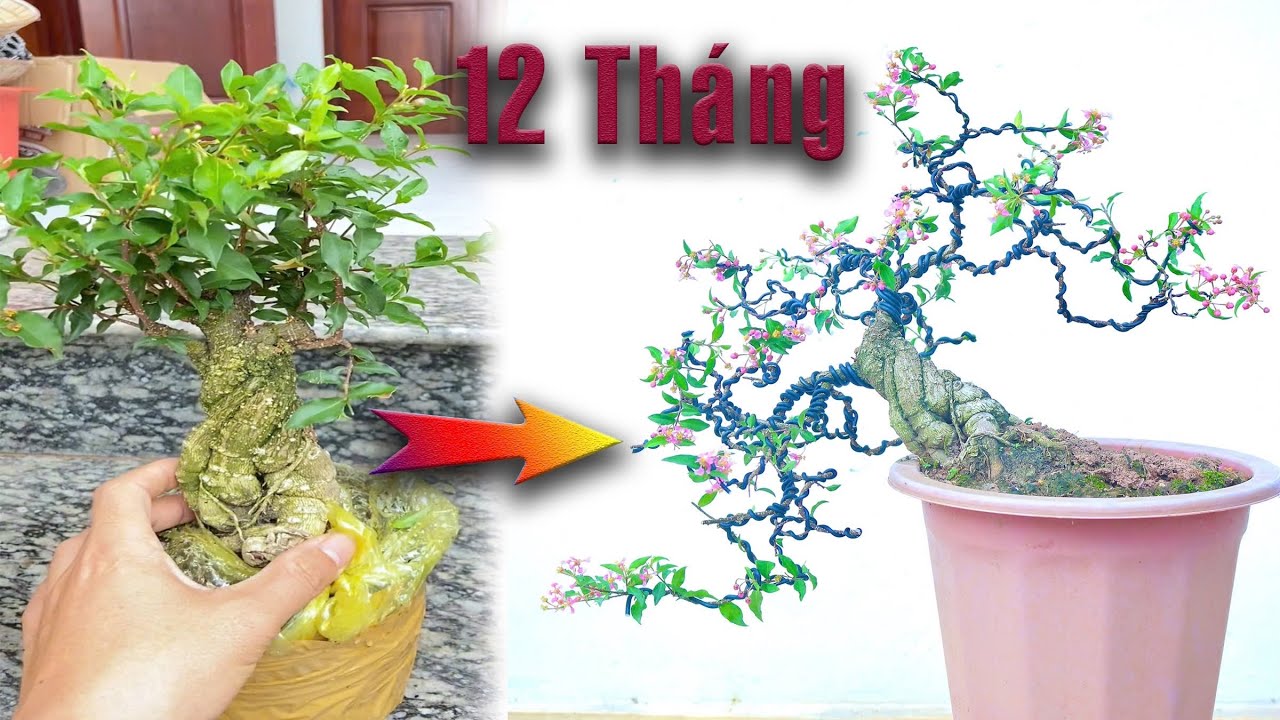 Uốn C&acirc;y Hồng Ngọc Mai d&aacute;ng Trực Huyền hoa thơm nức mũi