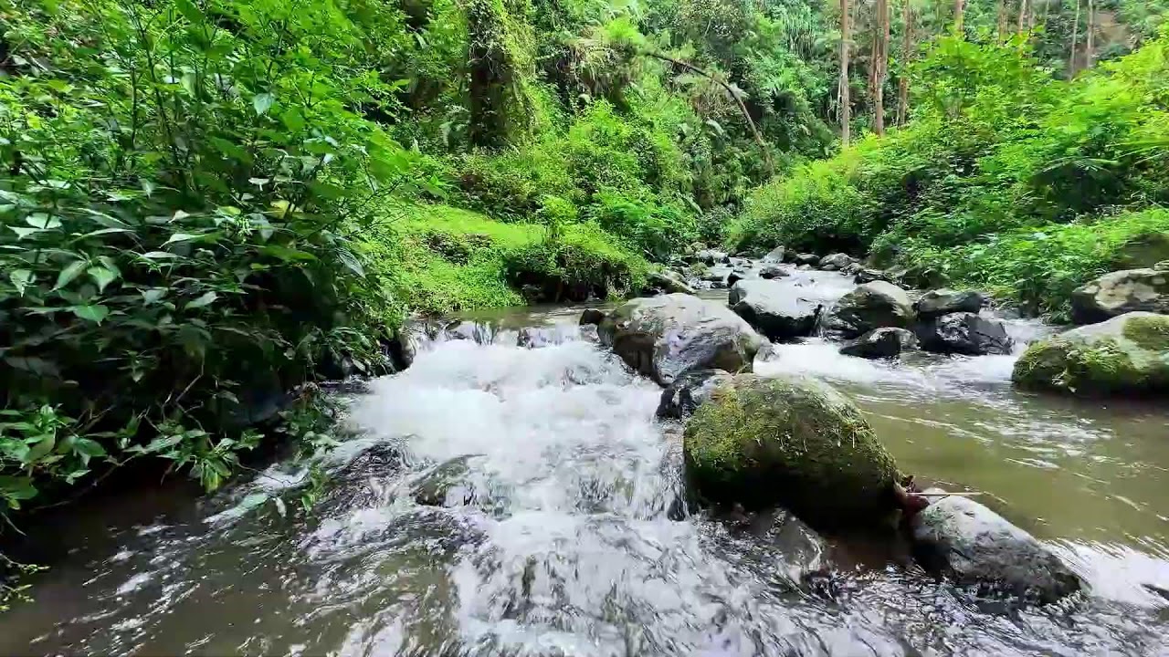 Unwind deeply with peaceful river ambience in bright forest daylight helping maintain restful sleep