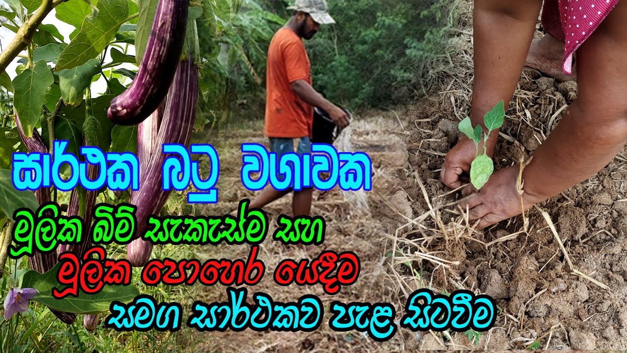 බටු වගාවක මුලික බිම් සැකසීම මුලික පොහොර යෙදීම සහ පැල සිටවීම  / wambatu wagawa / batu wagawa