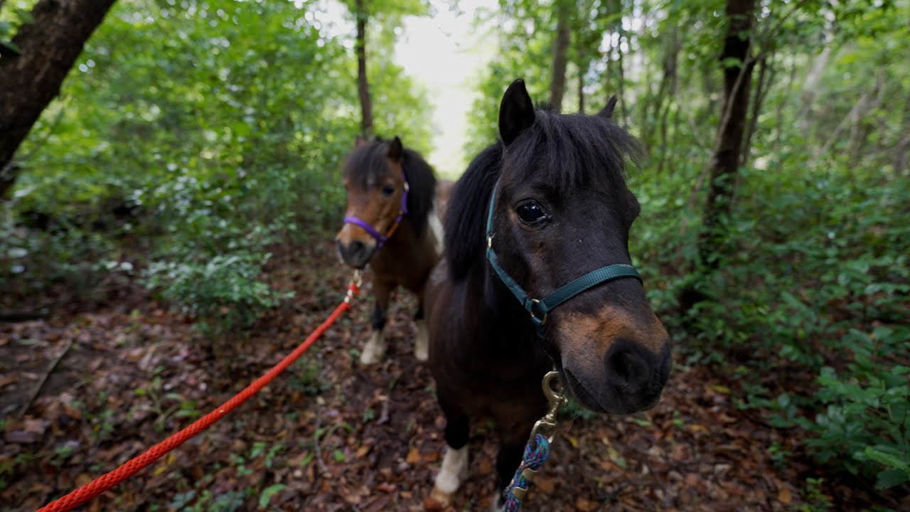 New Ponies and Perfecting Paradise.