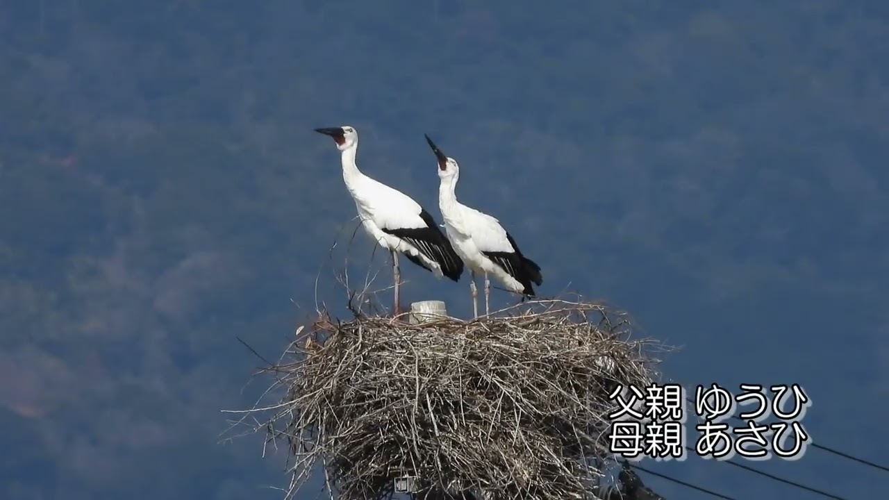 鳴門コウノトリ 2026/02/12 撮影 成長記録 徳島県鳴門市
