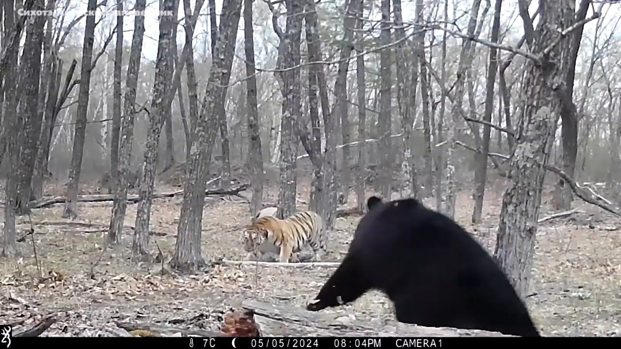 Animals feed on tigress prey. Tiger vs Bear.