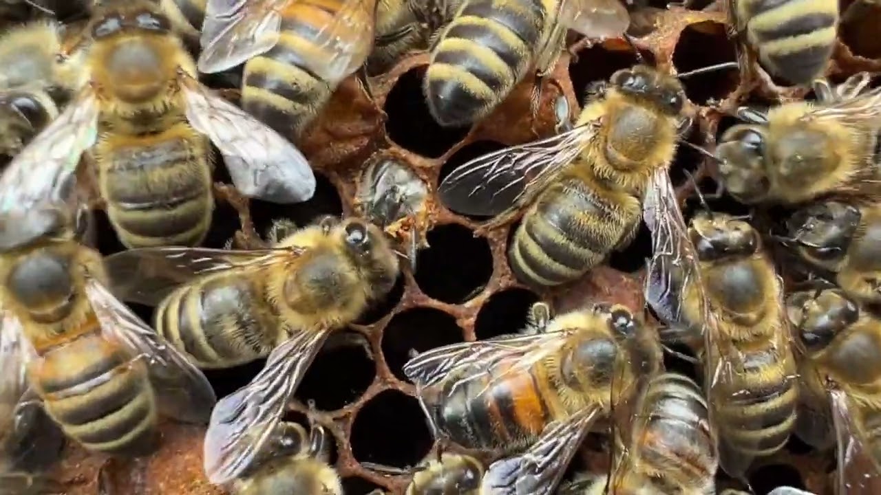 Eine Honigbiene schlüpft im Mai 2025