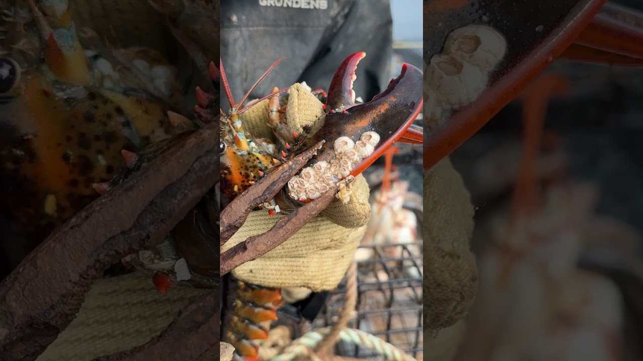 Lobster Barnacle removal ASMR
