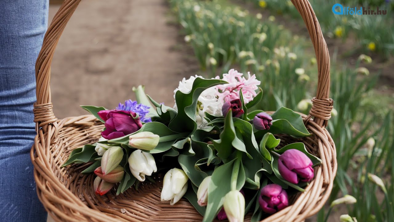 Megnyitotta kapuit a TulipGarden Tisza-tó | Alföldhír.hu