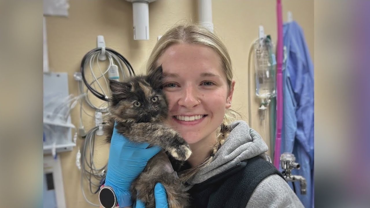 'A unicorn': Rare male tortoiseshell cat found in Oregon is a hermaphrodite