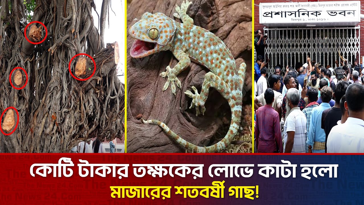 কোটি টাকার লো'ভে কা'টা হলো শাহ্ আলী মাজারের বটগাছ  | The News