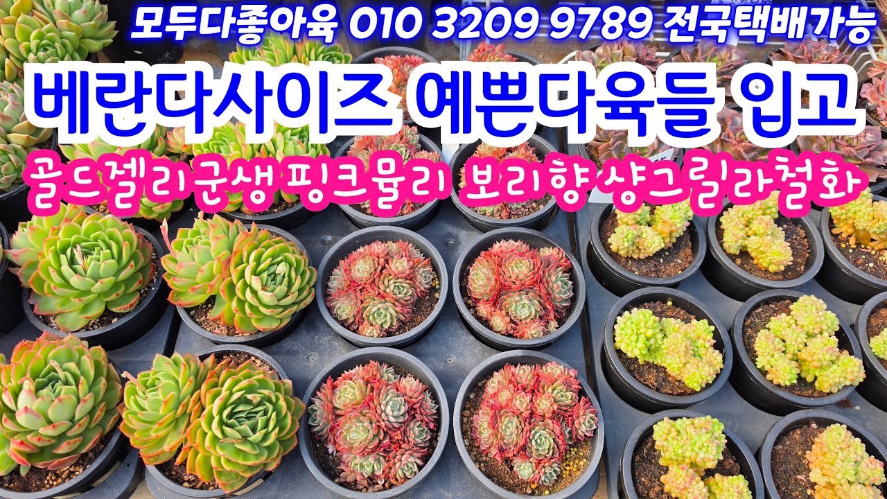 26.3.10 🌹골드젤리군생 핑크뮬리 보리향 샹그릴라철화🌹 #모두다좋아육 010 3209 9789 전국택배 유료광고포함 