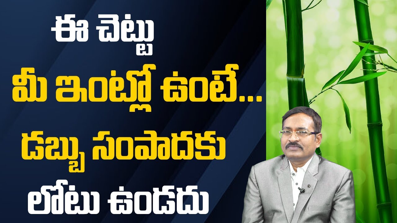Vastu Tips For Bamboo Plants | Bamboo Plant Direction | Money Attraction Affirmations | Money Mantra