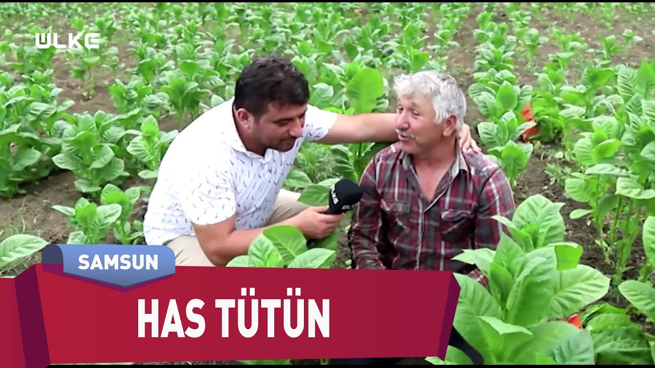Bafra'nın Tütünü Bir Başka Olur | En İyisi Gezmek