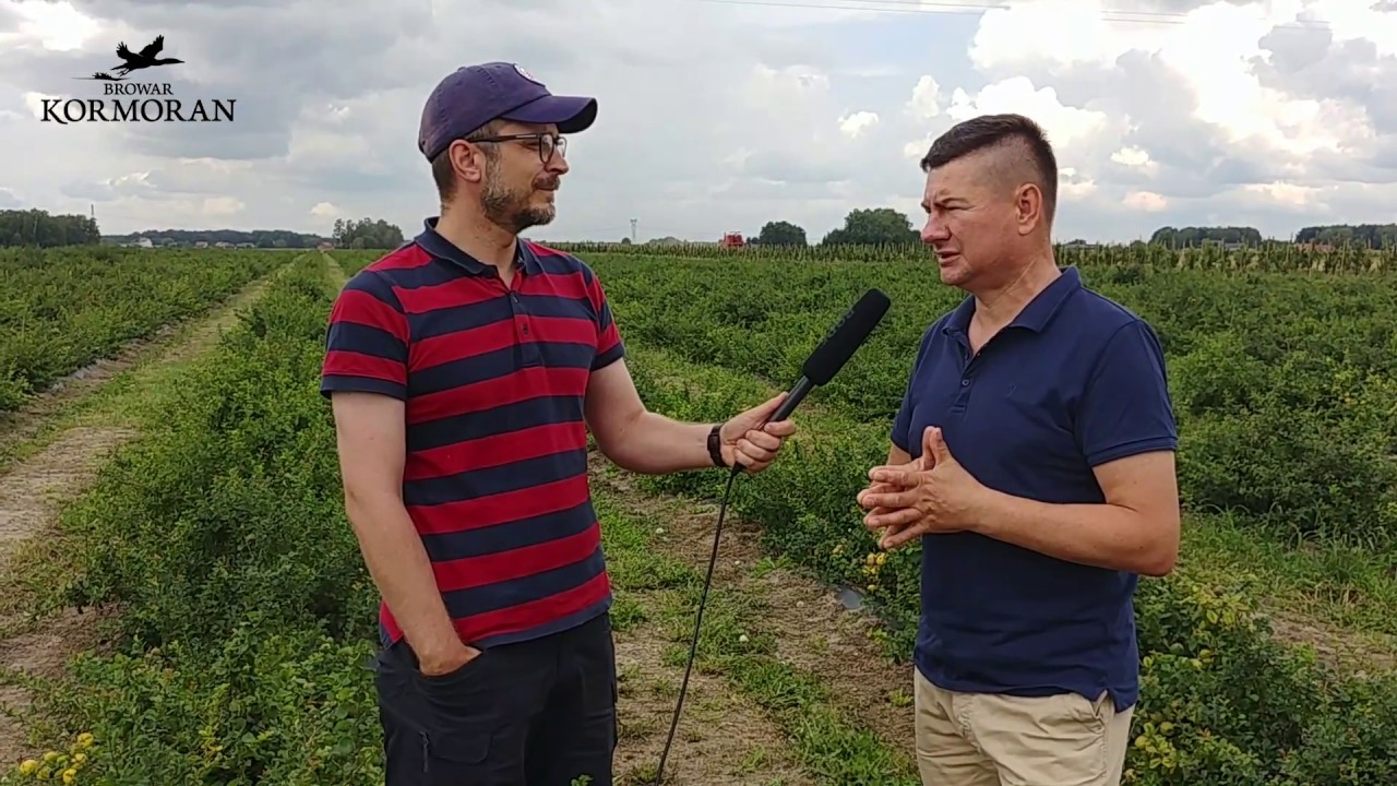 1 na 100 Pigwowiec i Miód