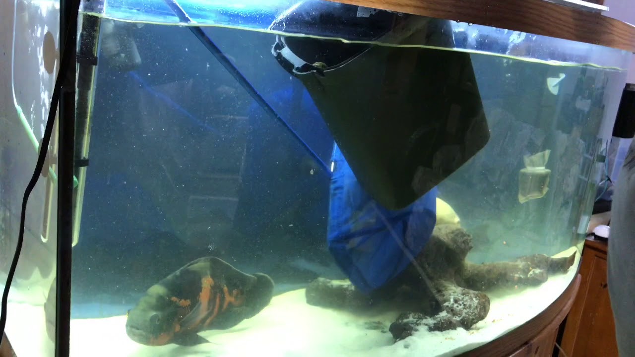Moving Oscar Fish Eggs