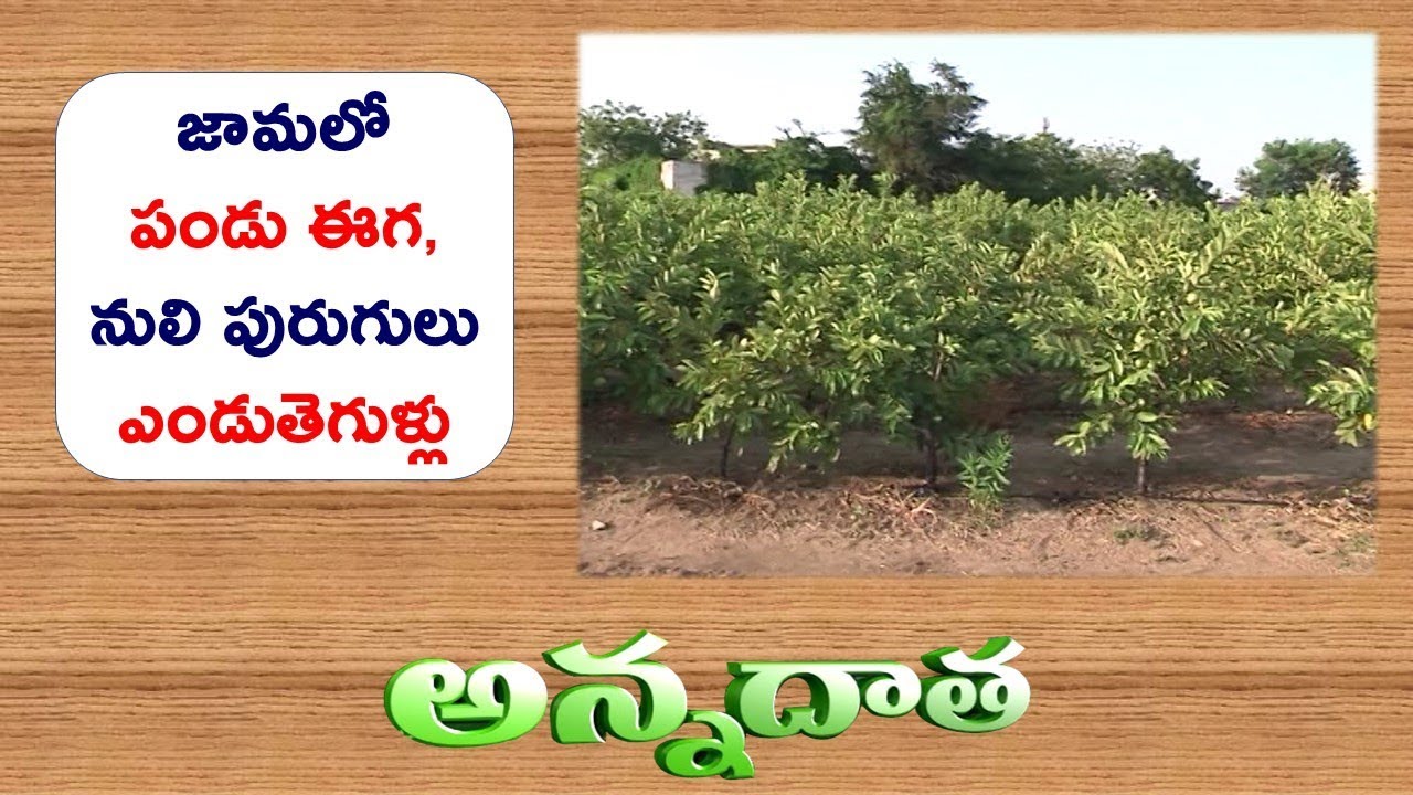 Fruit Fly, Wilt & Nematodes Problem in Guava JAMA || ETV Annadata