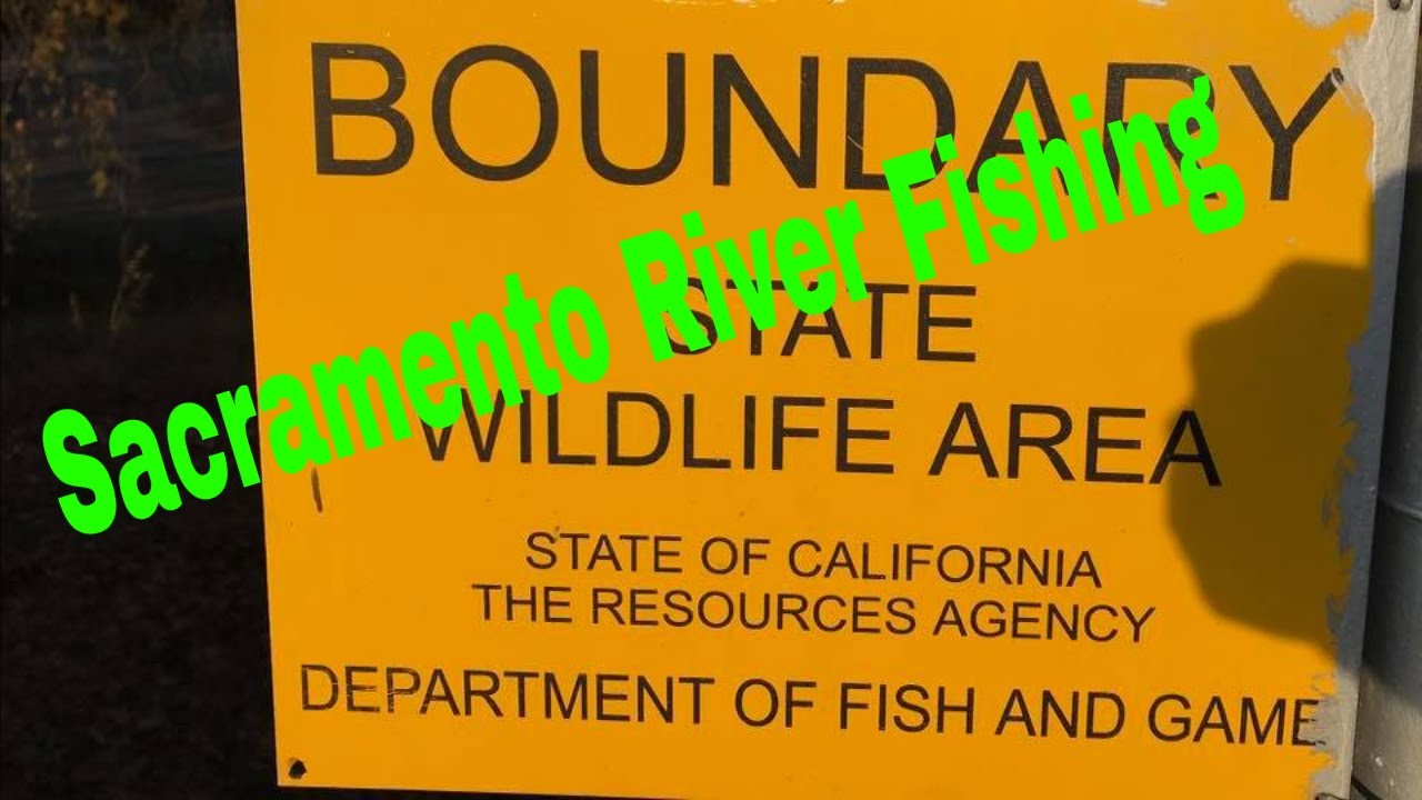 Sacramento River Fishing at Fremont Weir State Wildlife Area + E- Scout  #sacramentoriverfishing
