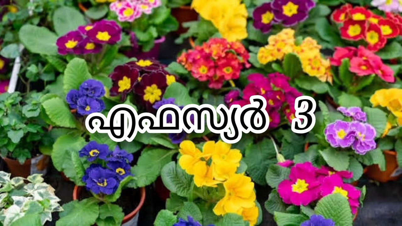 എഫസ്യർ 3#audio bible#malayalam(മലയാളം )