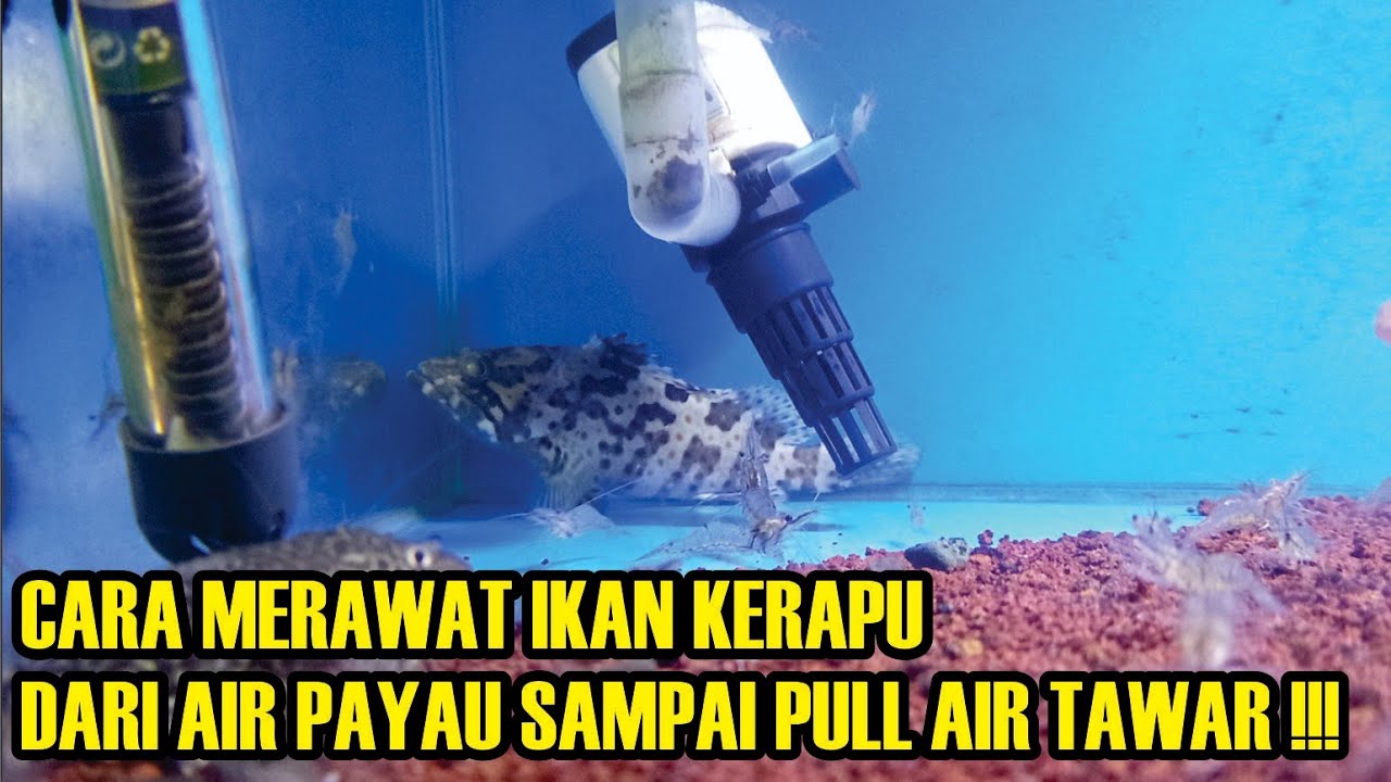 Tips atau cara merawat ikan kerapu di air tawar ‼️brackishfish‼️
