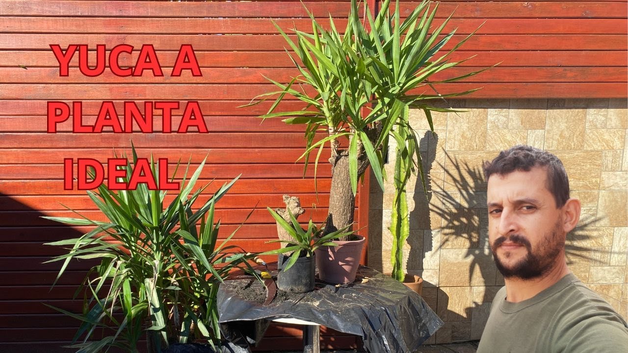 COMO FAZER MUDA DE YUCA #plantas #jardinagem #yuca