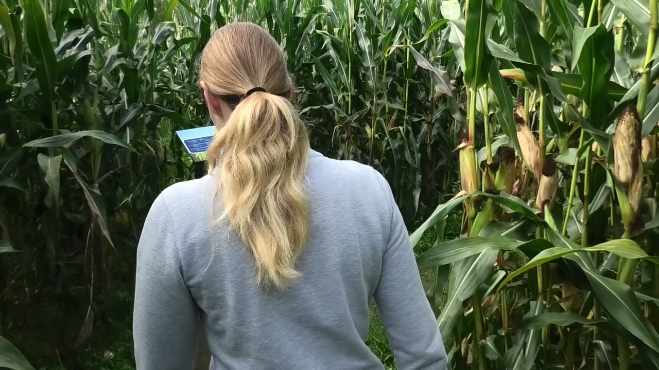 Maisdoolhof Camping TerSpegelt (Corn Maze walkthrough)