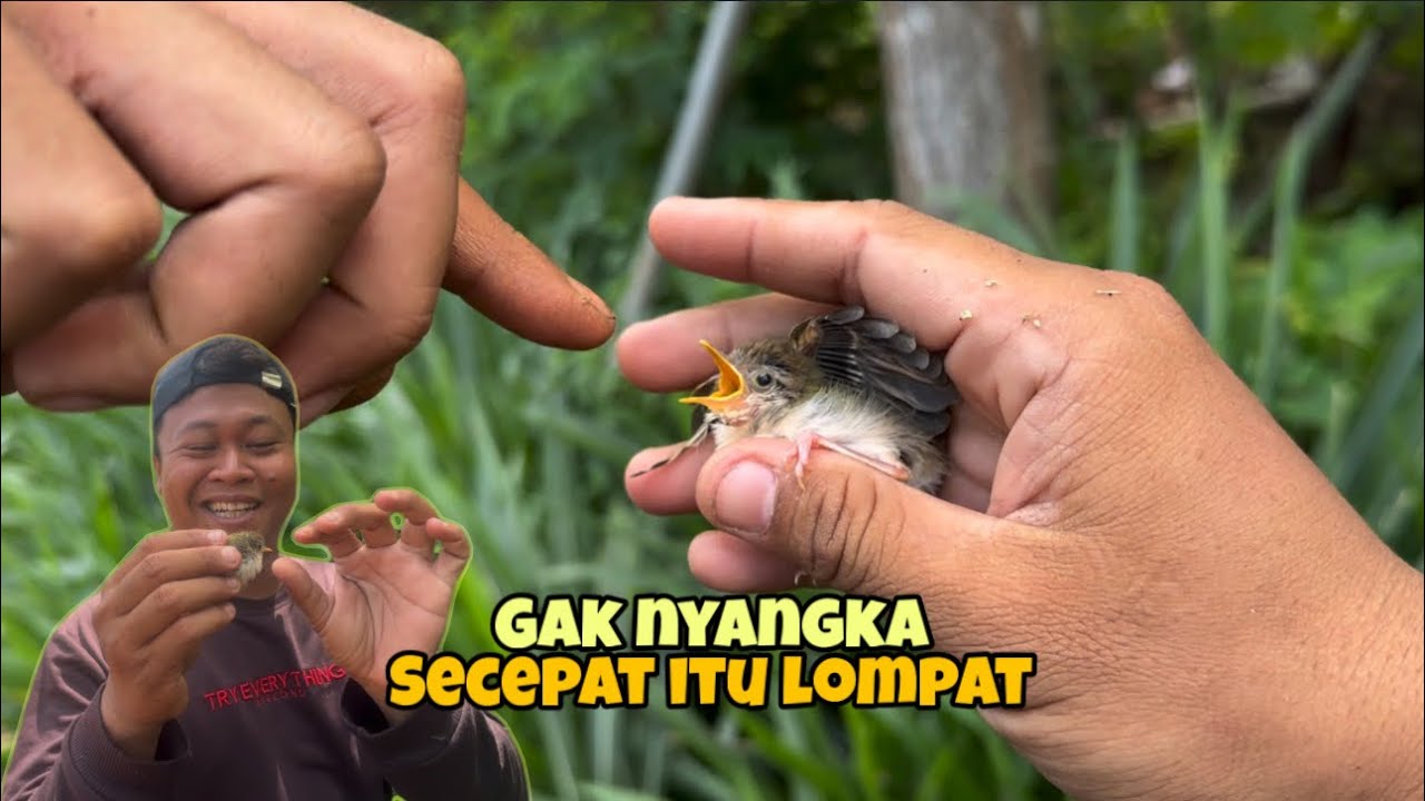 Kacau,, baru ditinggql dua hari, Anaknya udah lari pergi dari sarang 🤣